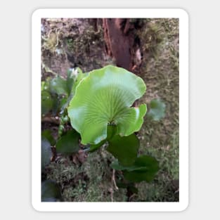 Kidney fern 3 Sticker